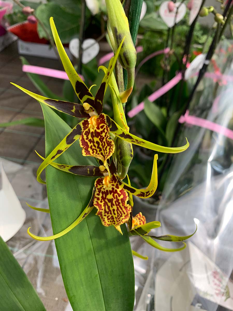 Garden - Orchidee
