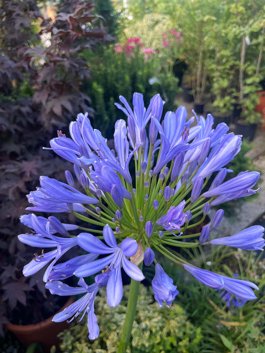 Garden - Agapanthus