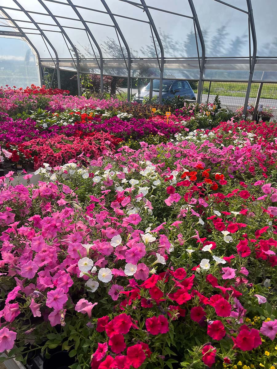 Garden - Surfinia Petunia
