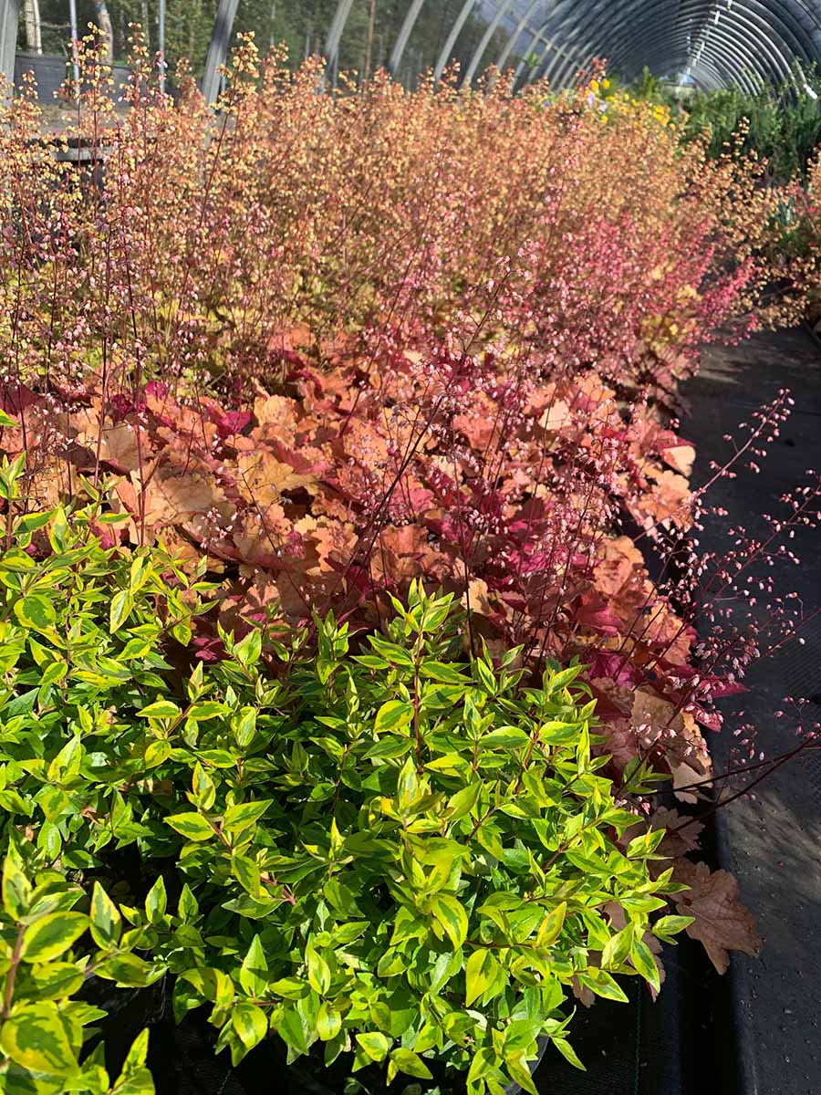 Garden - Fiori e piante in serra