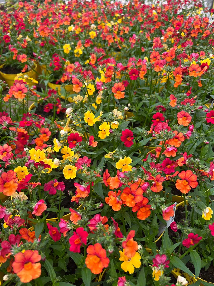 Garden - Nemesia