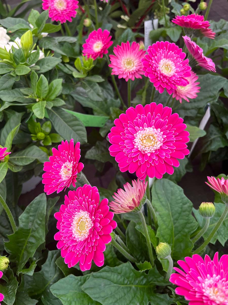 Garden - Gerbera