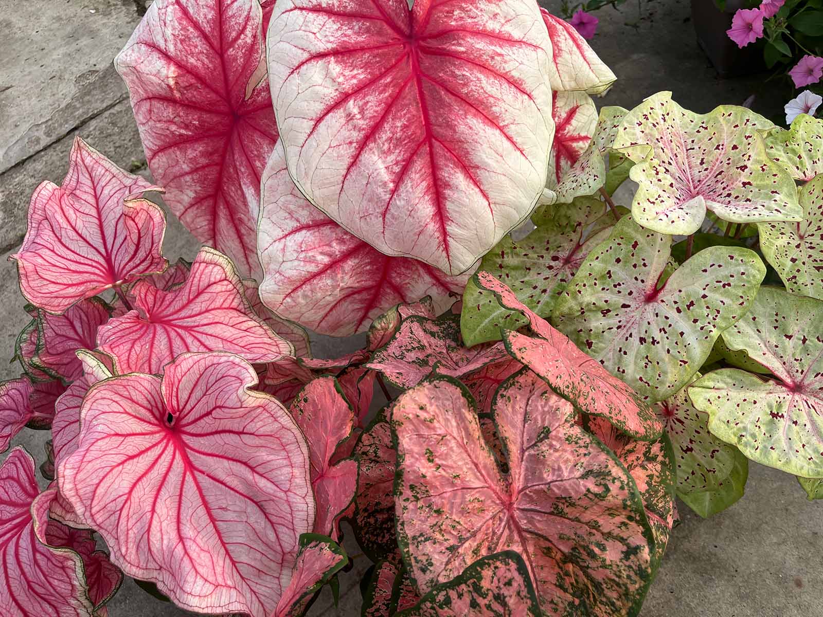 Garden - Caladium
