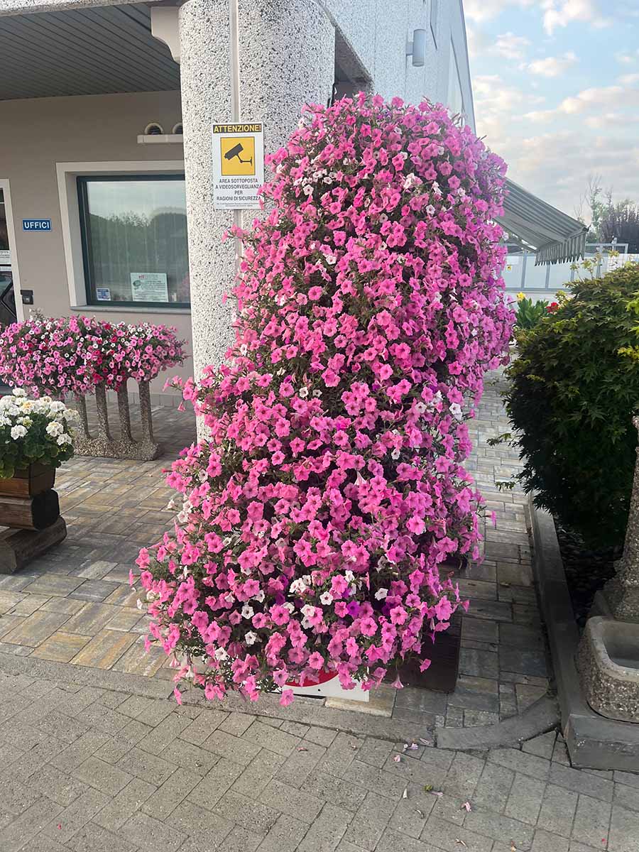 Garden - Petunia