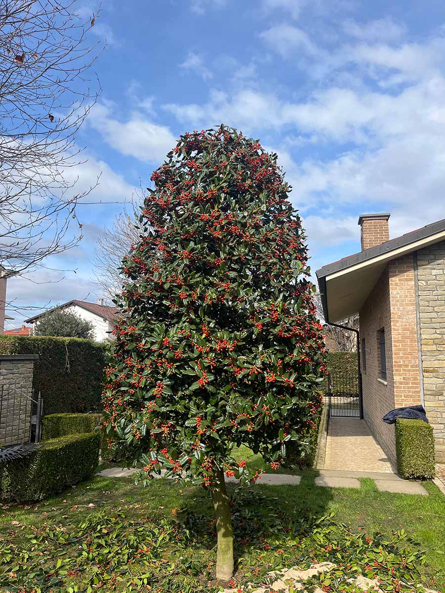Potatura alberi - Manutenzione