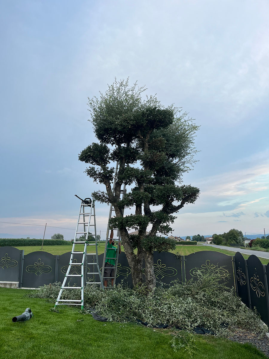 Potatura alberi - Manutenzione