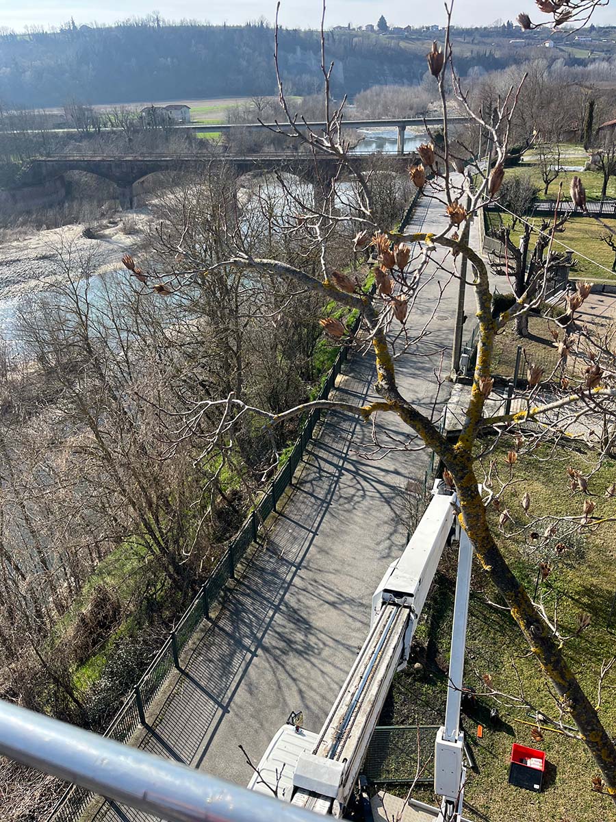 Potatura alberi in corso - Manutenzione