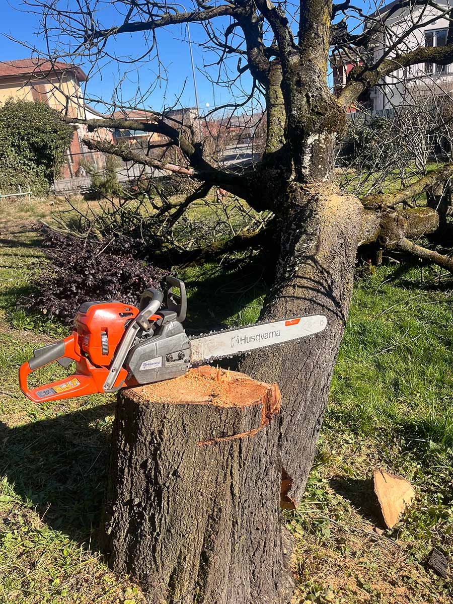Abbattimento controllato in sicurezza di piante ad alto fusto
