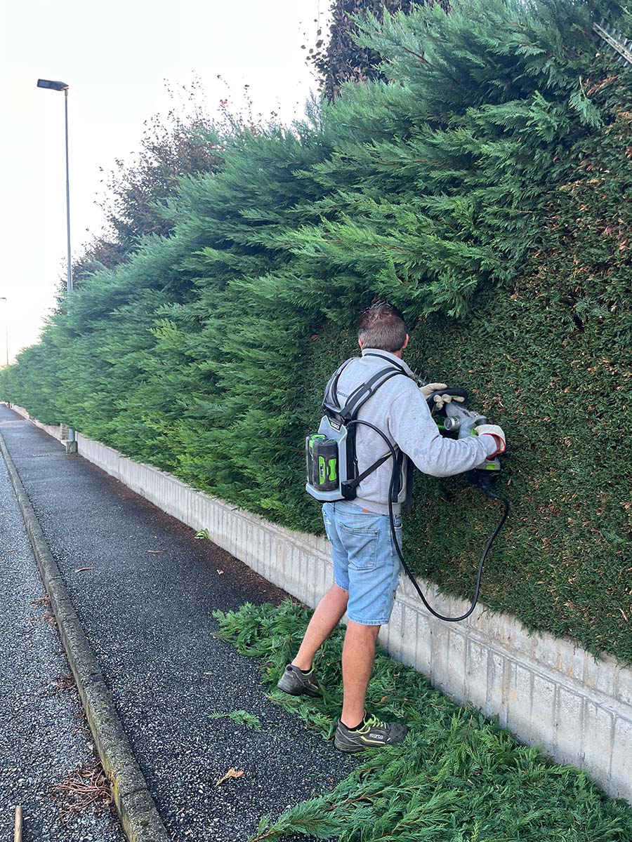 Potatura siepe in corso - Manutenzione