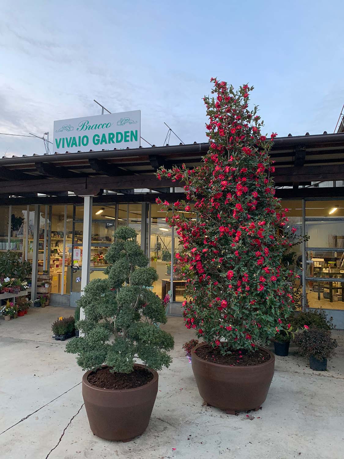 Vivaio, piante ornamentali e da fiore
