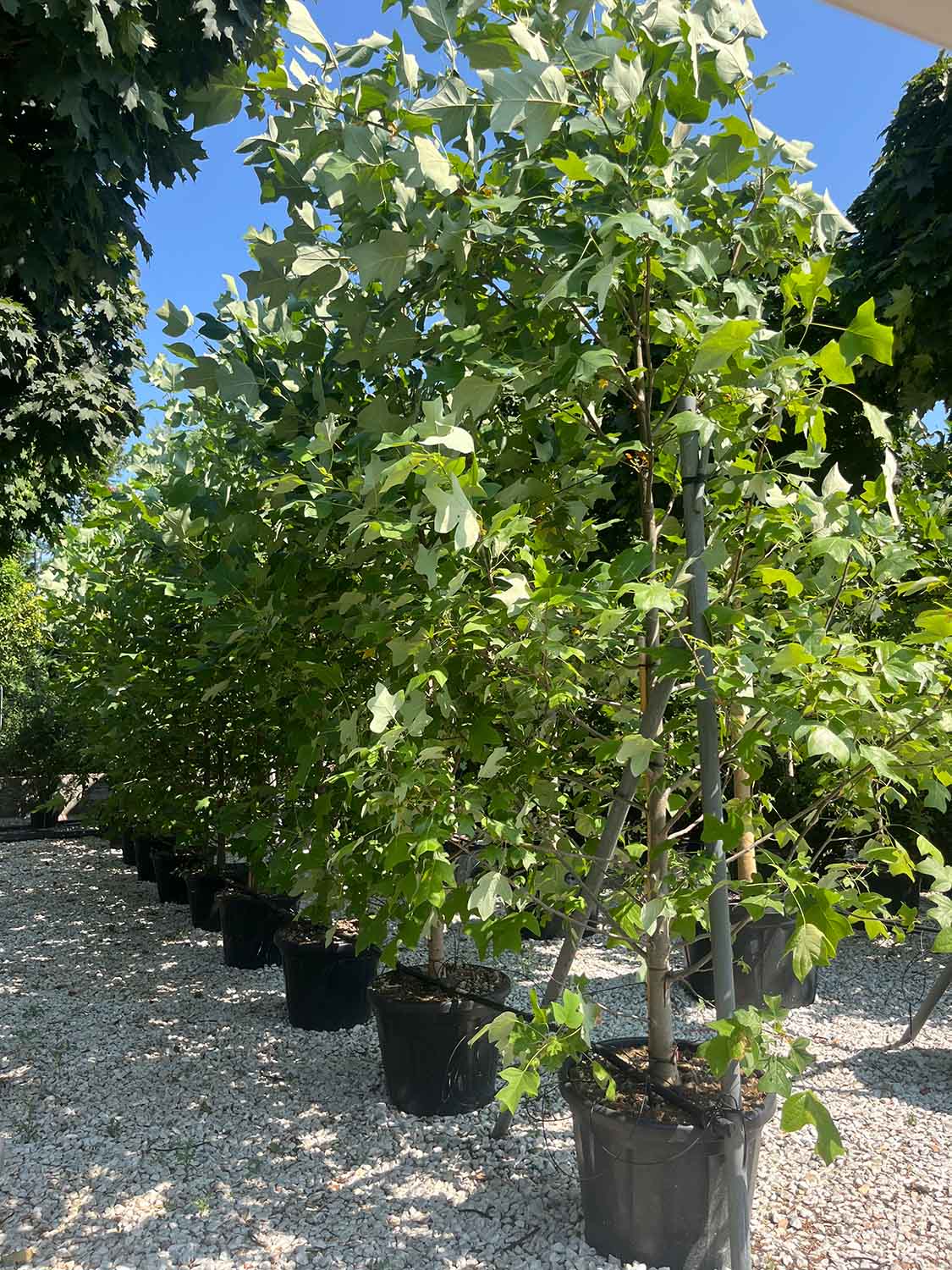Vivaio, piante ornamentali