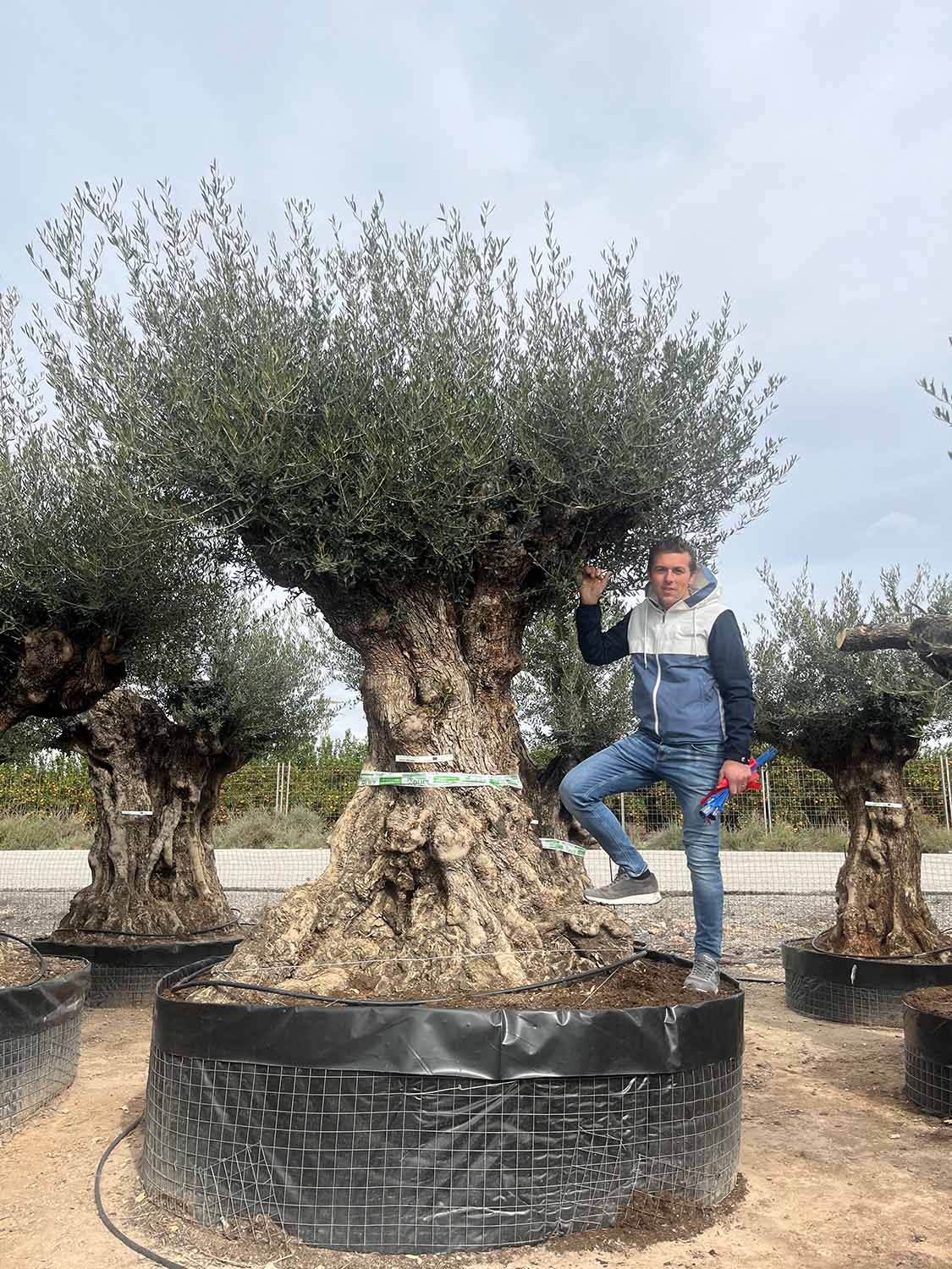 Vivaio, piante ornamentali
