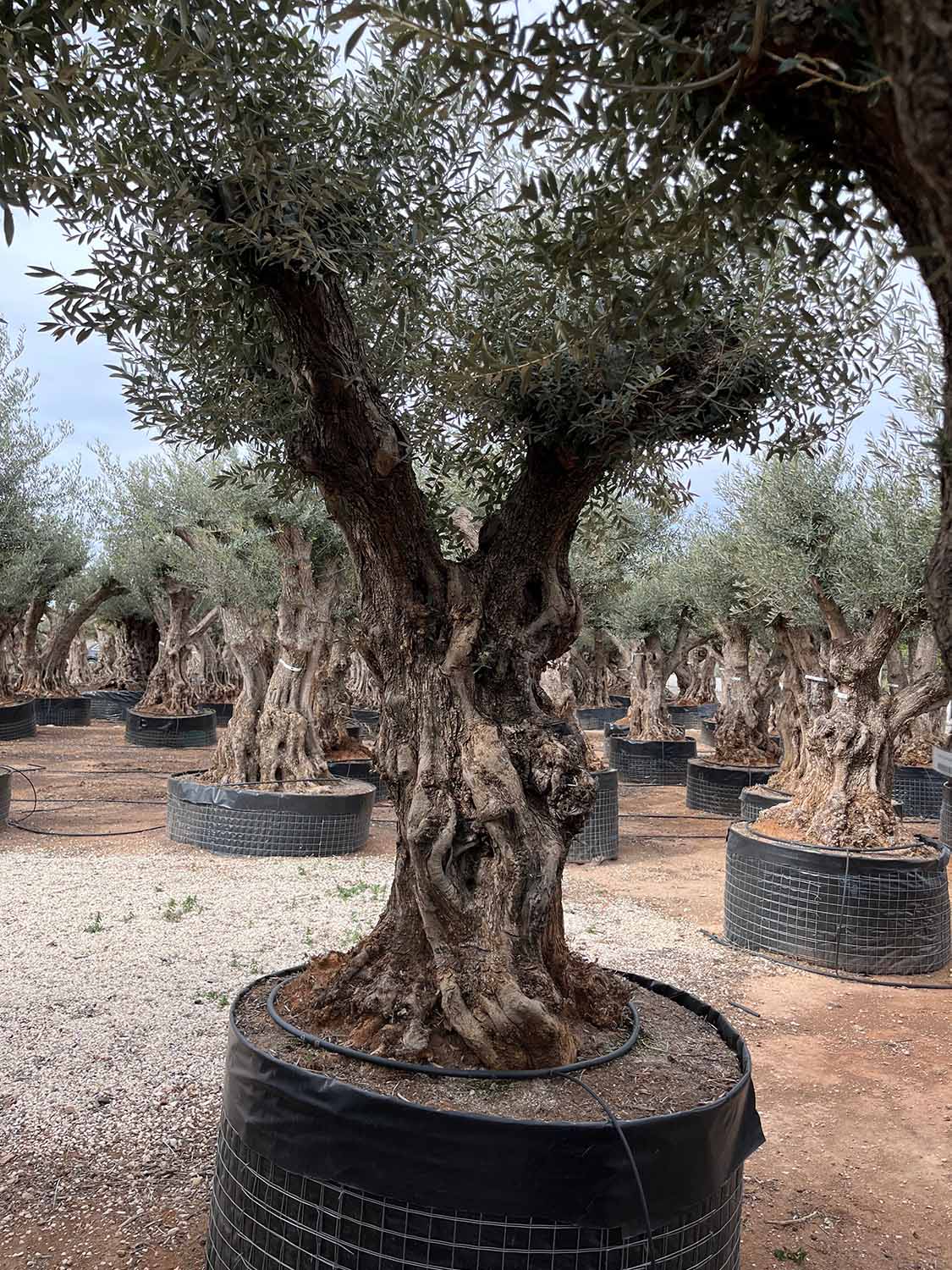 Vivaio, piante ornamentali
