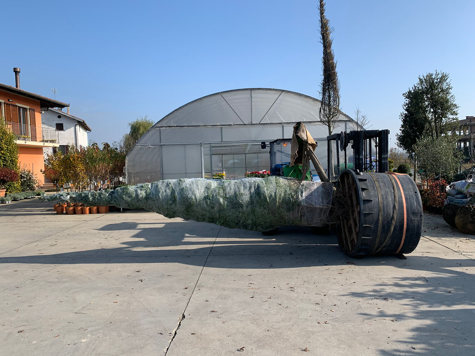 Realizzazione giardini con piantumazione alberi